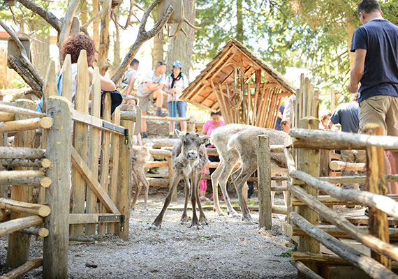 Reindeer feeding