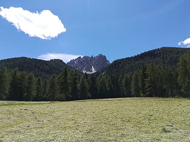 Coming back of our cattle from the alpine pasture - Sesto