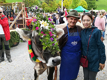 Coming back of our cattle from the alpine pasture - Sesto