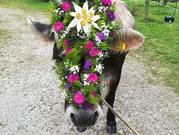 Coming back of our cattle from the alpine pasture - Sesto