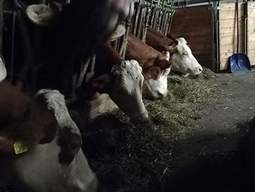 Coming back of our cattle from the alpine pasture - Sesto