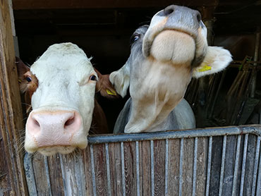 Coming back of our cattle from the alpine pasture - Sesto