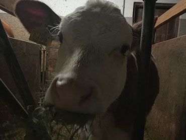 Coming back of our cattle from the alpine pasture - Sesto